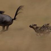 Wild Dogs Eating Wildebeest Alive