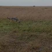 Jackal Kill Baby Gazelle
