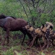 Wild Dogs Killing Wildebeest Latest Wildlife Sightings