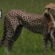 Baby Gazelle And Cheetah