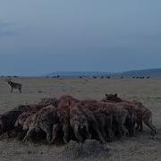 Wildebeest Calf Getting Eaten Alive By A Spotted Hyena