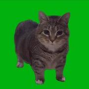 Ievan Polkkaᯓ 𝓕𝓪𝓷𝓬𝔂 𝓒𝓪𝓽 ᯓ