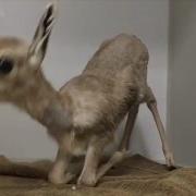 Baby Gazelle Sound