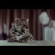 Schweppes Реклама