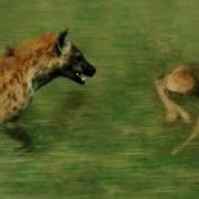 Hyena Eat Baby Wildebeest Alive