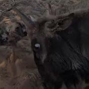 Wild Dog Eat Buffalo Calf Alive