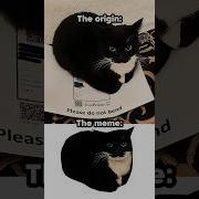 Cat Maxwell