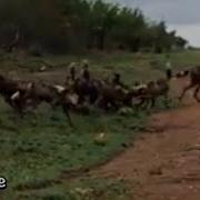 Wild Dog Eating Impala Brith