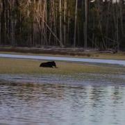 Bear Eating Baby Elk Calf