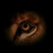 Metro Goldawyn Mayer Universal