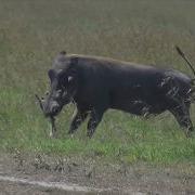 Warthog Kills Baby Gazelle