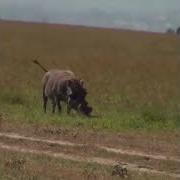 Warthog Kills Gazelle Brith