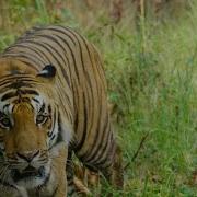 Killed Tiger An Axe