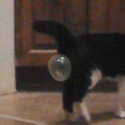 Cat Bubble Gum