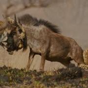 Cheetah Eating Wildebeest Baby