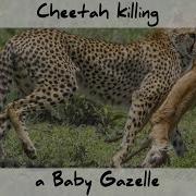 Safarilove Cheetah Eating Wildebeest Baby