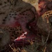 4 Cheetahs And 1 Hyena Destroy A Baby Gazelle Safarilove