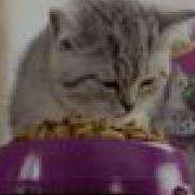 Whiskas Czech