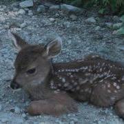 Newborn Baby Deer Short