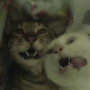 5Mewmet Покажи Мне Свои Slowed