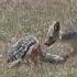 Jackals Kill Gazelle Fawn