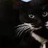 16 Maxwell The Cat Sound Variations In 50 Seconds