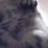 Whiskas Bowl