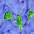 United Plankton Pictures Inc Nickelodeon 2008 Effects Preview 2 Effects