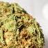 Microdosing THC The Marijuana Dosing Curve Discover Marijuana