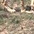 Cheetahs And Baby Gazelle