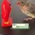 BIRD Vs ANGRY BIRD IRL Pokemon Battles EeveeSite Pokemon Irlpokemon Pokemonbattle Funnybirds