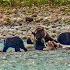 Grizzly Bear Mother And Spring Cubs Eating An Elk In Athabasca River