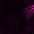 6 Maxwell The Cat Sound Variations In 57 Seconds