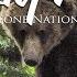 4K Yellowstone Grizzly Bear Eats Elk Calf Alive Viewer Discretion Advised