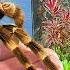 I Got The Largest Pet Spider Yes Really