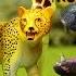 Toy Wild Animals 3D Puzzles Collection Zebra Hippo Giraffe Cheetah Zoo Animals Fun Facts For Kids