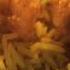 KFC Zinger Shrimp Rizo