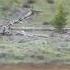 Yellowstone Norris To Mamouth Bear Killing Baby Elk MP4
