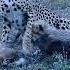 Feisty Little Cheetahs Attacking A Baby Gazelle