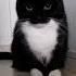 Maxwell Cat In Real Life Cat Real Life Maxwell Shorts