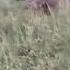 Hyenas Attack Baby Buffalo