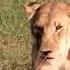 Lion Steal Baby Cheetah After Their Mother Hunting Wildebeest