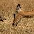 Jackals Fight Impala To Kill New Born Baby