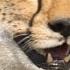 Cheetahs On A DANGEROUS Wildebeest Hunt Dynasties II BBC