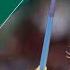 Para Athletics Women S Javelin Final Day 6 Paris 2024 Paralympics Paris 2024 Paralympics