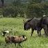 Wildebeest Circle Around To Protect Their Calf Against Wild Dogs Attack Video