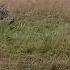 Jackals Kill A Baby Thompson Gazelle