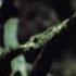 Evanescence Whisper Slowed Down
