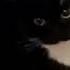 Maxwell The Cat Dance 1 Hour