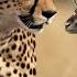 Cheetah Hunts Newborn Gazelle To Feed Cubs Love Nature